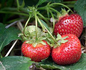 Sweet, big red strawberries are a hallmark of Ter-Lee Gardens, Bagley, Minnesota, sold fresh in season at Bemidji & Bagley Farmers' Markets.