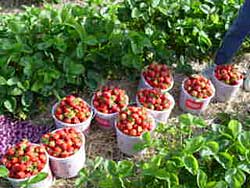  Frisch gepflückte, süße, köstliche Erdbeeren aus Minnesota, erhältlich auf der Ter-Lee Gardens Farm, und unsere Farm steht auf dem Bemidji Farmers 'Market und dem Bagley Farmers'Market. 