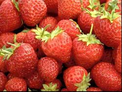  Köstliche, nahrhafte Erdbeeren aus Ter-Lee Gardens, Bagley, Minnesota